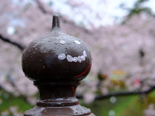 青森の桜も散りどきです☆