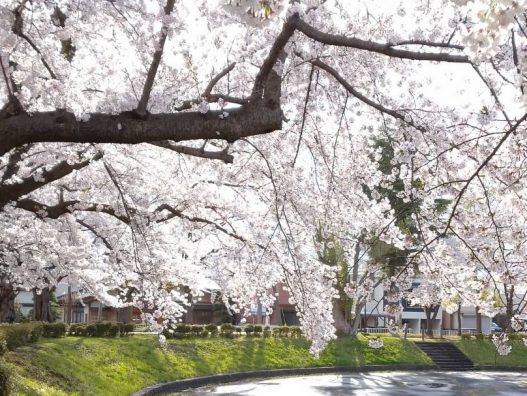 弘前城東店　桜とシャルマン！