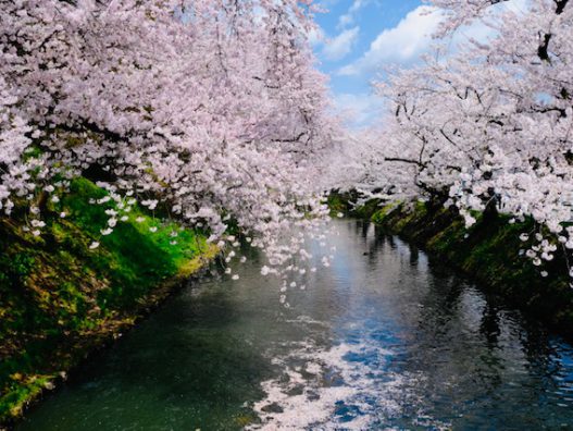 今年の桜はあっという間！