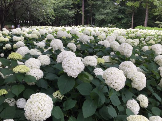 梅雨の花ですね！