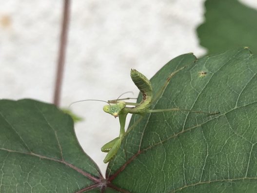 雨が続いていますが