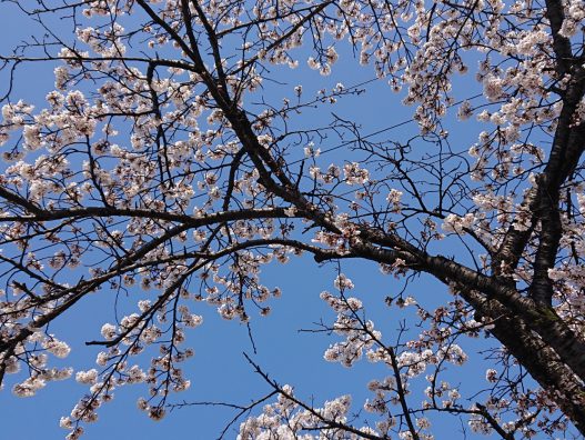 青森浜田店　桜が見ごろです