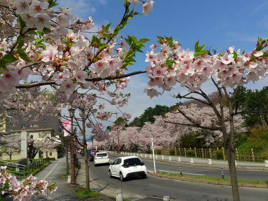 弘前城東店　弘前公園満開✿