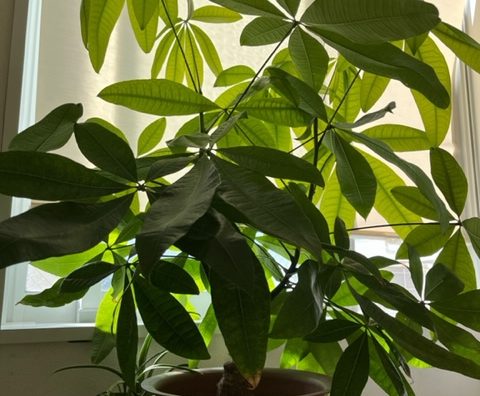 観葉植物10