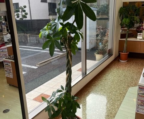 観葉植物11