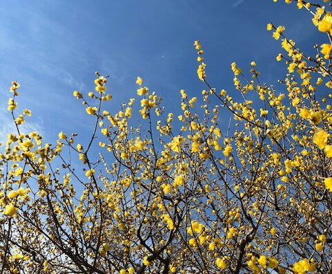 季節の花が咲いてます