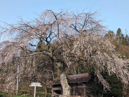 桜を見に行って来ました！