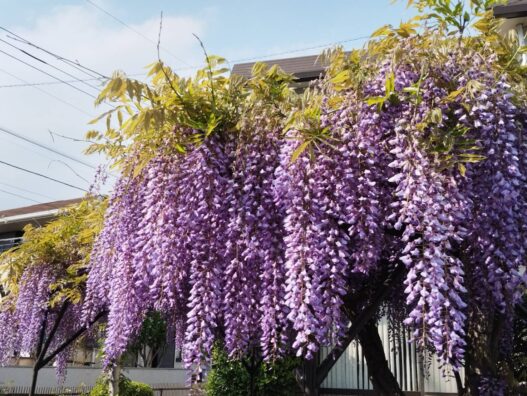 晩春