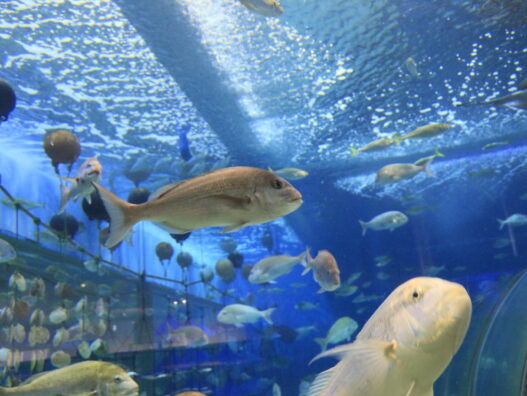 浅虫水族館