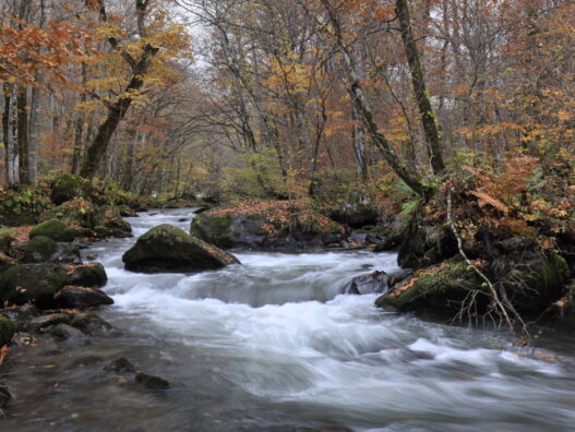 今年最後の紅葉