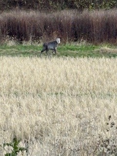 八戸新井田店 あ゛ぁ゛~~~!!