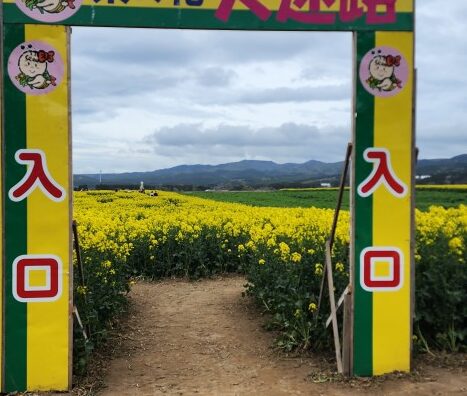 菜の花畑満開！！