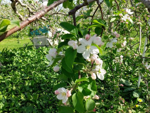 弘前城東店　りんごの花