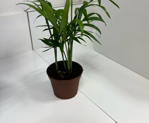 観葉植物9