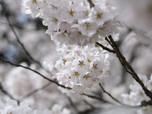 青森もとんでもなく早咲きの桜でした